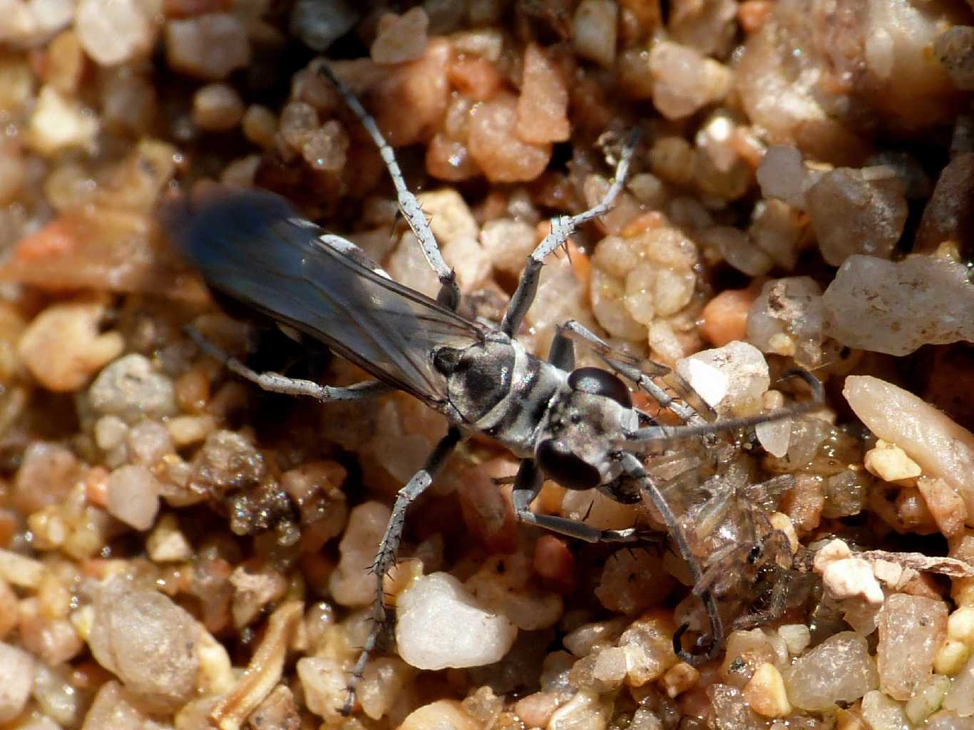 Pompilus cfr cinereus con piccola Arctosa - Palau (OT)